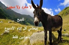 منع حمار للبيع