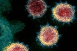 كورونا تحت المجهر