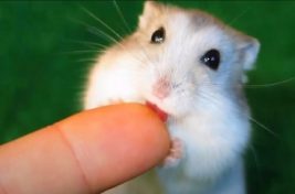 فئئئران تجارب