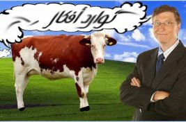 بقرة ضرّاطة غارو