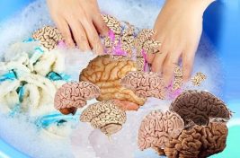 غسيل أدمغة يديوي